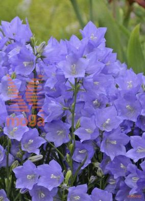 breskovolistna zvončnica "Takion Blue"
