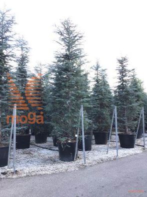 himalajska cedra "Robusta"
