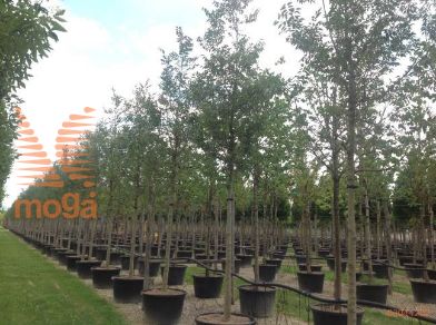 ameriški koprivovec