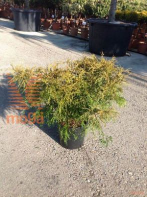 grahasta pacipresa "Sungold"
