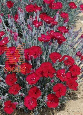 binkoštni nageljček "Rubin"