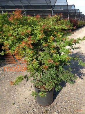 pahljačasti javor "Deshojo"