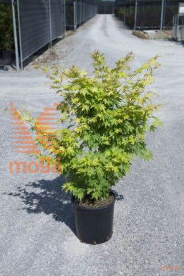 pahljačasti javor "Orange Dream"