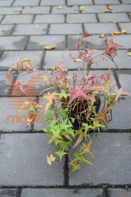 navadni bršljan "Sagittifolia"