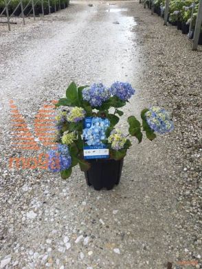 velikolistna hortenzija "Endless Summer Blue"