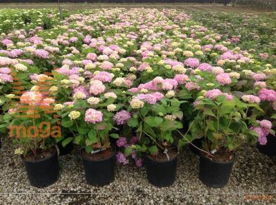 velikolistna hortenzija "Endless Summer Rose"