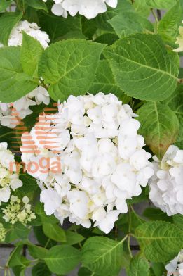 velikolistna hortenzija "Endless Summer The Bride"
