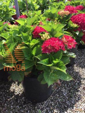 velikolistna hortenzija "Hot Red"