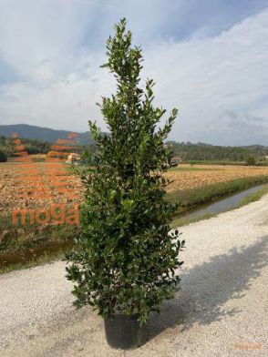 bodika "Nellie R. Stevens"