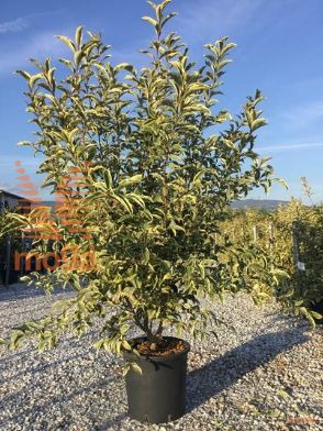 japonska kalina "Excelsum Superbum"