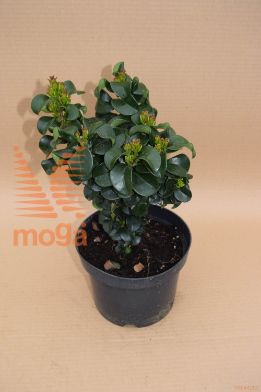 japonska kalina "Rotundifolium"