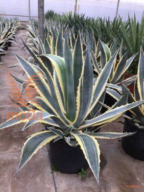 ameriška agava "Variegata"