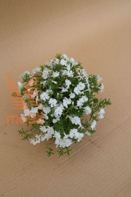 douglasova plamenka "White Admiral"