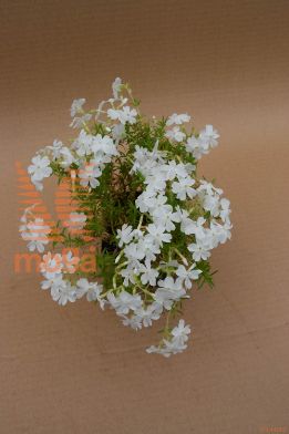 iglasta plamenka "White Delight"