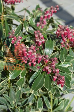 japonski pieris "Sarabande"