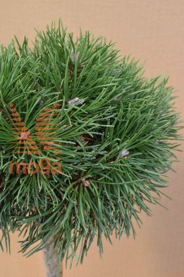 rušje "Grüne Welle"
