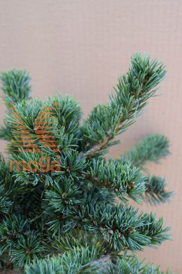 japonski beli bor "Adcock's Dwarf"