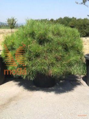 japonski beli bor "Brevifolia"