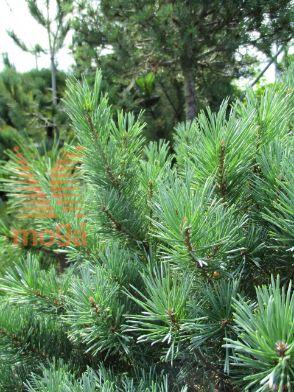 rdeči bor "Saxatilis"