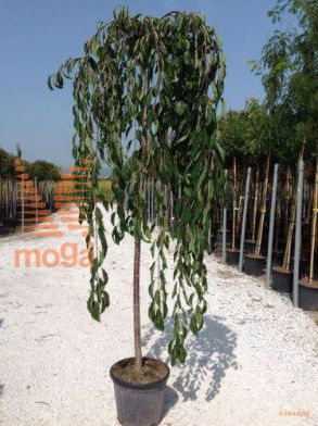 okrasna češnja "Pendula"
