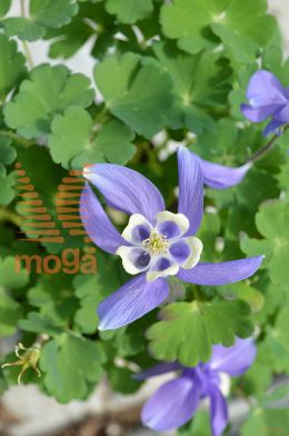 pahljačastolistna orlica "Cameo Blue and White"