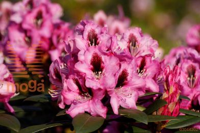 rododendron "Kokardia"