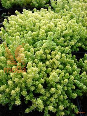 ostra homulica "Aureum"