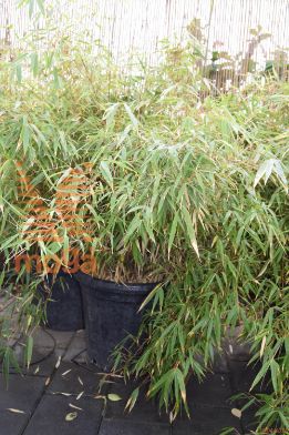 semiarundinaria "Kimmei"
