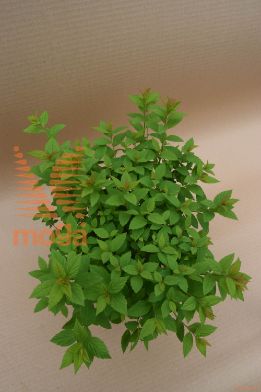 japonska medvejka "Little Princess"