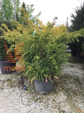 navadna tisa "Summergold"
