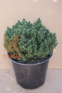 vrtni timijan "Compacta"