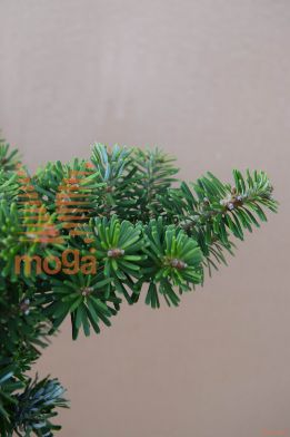 korejska jelka "Green Carpet"