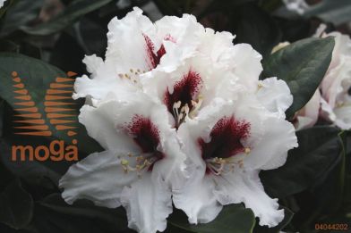 rododendron "Hachmann's Picobello"