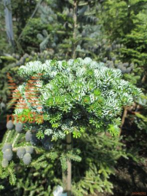 azaleja "Maischnee"