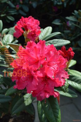 kavkaški rododendron "Weinlese"
