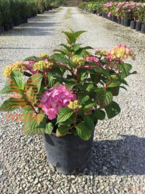 velikolistna hortenzija "Endless Summer Bloom Star"