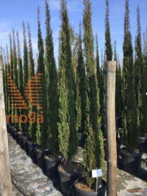 arizonska cipresa "Blue Sky"