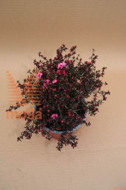 leptospermum