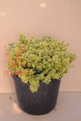 limonski timijan "Golden Lemon"