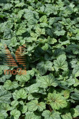 iskrivka "Green Spice"