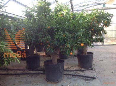 mandarina