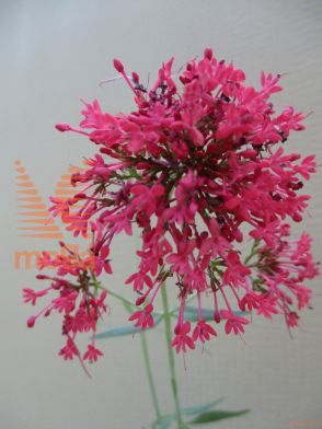 rdeča špajka "Coccineus"