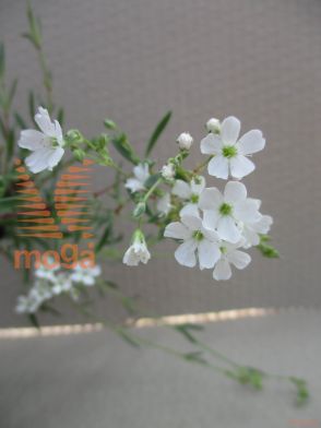 plazeča sadrenka "Filou White"