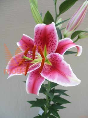 lilija "Star Gazer"
