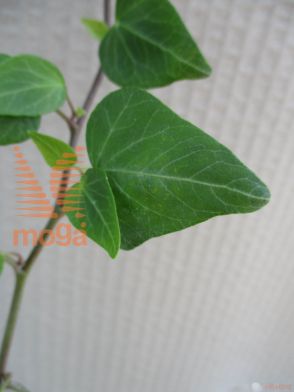 navadni bršljan "Wonder"