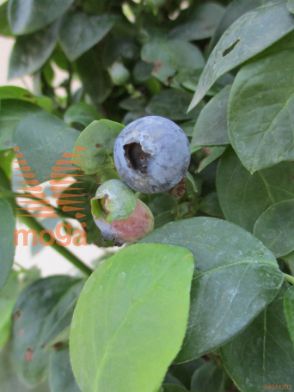 ameriška borovnica "BrazelBerries Peach Sorbet"
