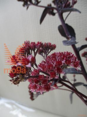 hermelika "Jose Aubergine"