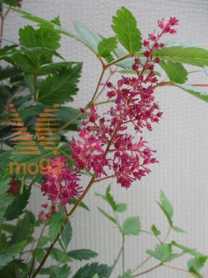 vrtna kresnica "Montgomery"