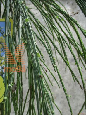 šibasti reličnik "Golden Tears"