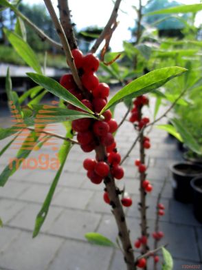 navadni volčin "Rubra"